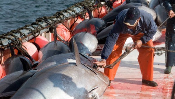 Las capturas de atún rojo se reducirán un 43% en 2010