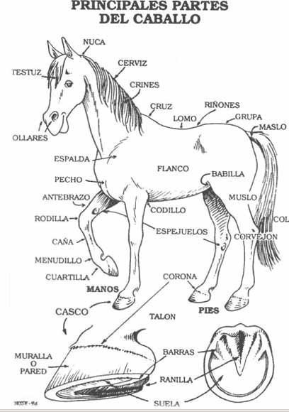 Montar a caballo: El comienzo