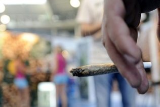 Incómoda: ¿Legalizar el cultivo y el consumo de cannabis para combatir el narcotráfico?