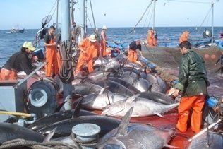 El sector pesquero español se marca el objetivo de retirar 200 toneladas de residuos del mar