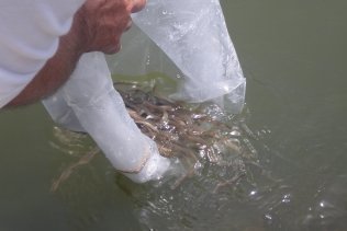 La Junta contribuye a la repoblación de la anguila en el río Palmones