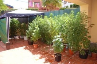 Detenidos un matrimonio británico en La Línea por cultivo de cannabis