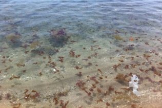 Libres Algeciras propone instalar una red ciega para impedir el paso de las medusas en las playas