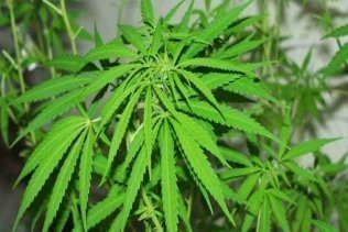 Detenido por cultivo de marihuana en su jardín
