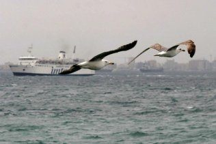 Suspenden las conexiones marítimas entre Ceuta-Algeciras y cierra el puerto de Tarifa por viento de 70 km /h