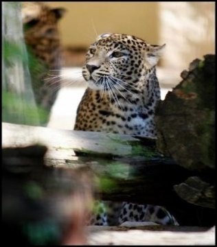 El Zoobotánico de Jerez acoge a dos leopardos hembras de Sri Lanka, procedentes de un zoo francés