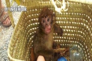 Decomisan un mono de Gibraltar importado de forma ilegal