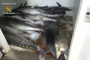 El Banco de Alimentos recibió casi 7,5 toneladas de pescado decomisado durante el 2017
