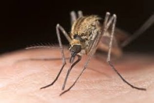 Denuncian el cierre de una zona de las Urgencias del Hospital de La Línea por una plaga de mosquitos