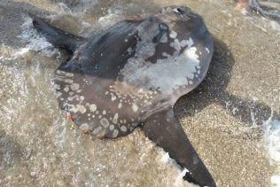Sobresalto en la playa de Getares al confundir un pez luna con un tiburón