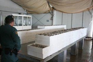 El Banco de Alimentos de Algeciras ha recibido más de 6 toneladas de pescado decomisado