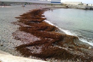 Un alga invasora amenaza el Estrecho porque se ha vuelto loca"