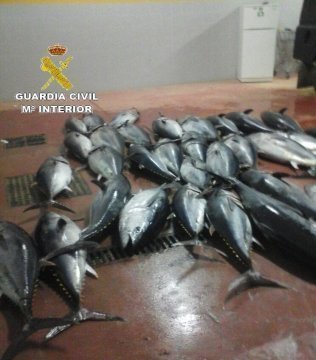 El Banco de Alimentos de la comarca ha podido donar cerca de 2.700 kilos de pescado decomisado