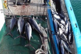 La Guardia Civil interviene 29 atunes rojos fondeados en la bocana del puerto de Tarifa