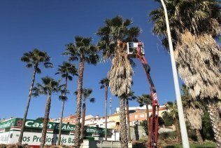 La Delegación de Parques y Jardines continúa con su plan de poda de palmeras en la avenida 28 de febrero