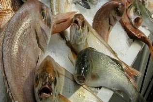Unanimidad en el Parlamento andaluz en la defensa de la pesquería del voraz en el Estrecho que reclamaba PSOE