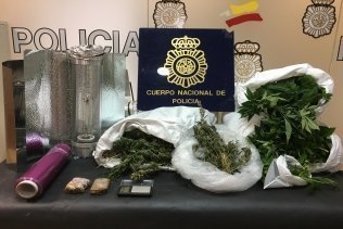 La Policía Nacional interviene en Algeciras 90 plantas de cannabis sativa al interior de un domicilio