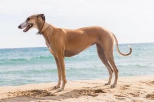 Verdemar reclama que se habiliten playas para perros en el litoral del Campo de Gibraltar