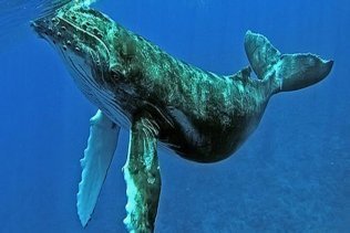 Un estudio demuestra la existencia de la ballena gris y la franca glacial en el Estrecho en época romana