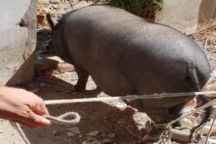 La Policía Local interviene un cerdo que estaba siendo criado en una parcela municipal
