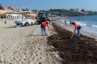 Landaluce pedirá medidas al Gobierno para frenar el alga invasora de la Bahía de Algeciras
