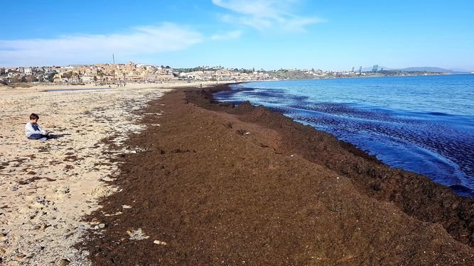 El alga invasora Rugulopterix okamurae: La pesadilla del Estrecho de Gibraltar