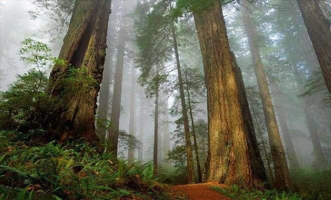 7 Cosas que nos aportan los Bosques sin darnos cuenta ¡Hoy es el Día Mundial de Los Bosques!