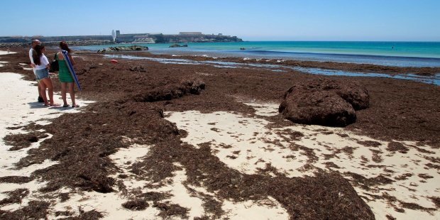 Pescadores piden medidas urgentes ante la "catástrofe ecológica" de las algas invasoras en el Estrecho