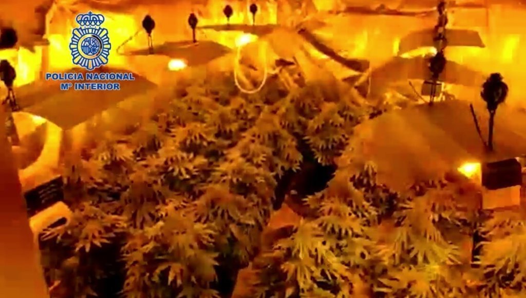 La Policía Nacional interviene 50 plantas de cannabis en una vivienda de El Saladillo